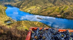 douro wine tour